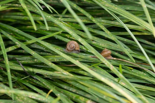 Garden snails with operculums sliding on grasses after rain. Operculum is the calcareous lid that attached on top of a snail's foot and act as a lid or trapdoor. Only few species of land snails have operculums.