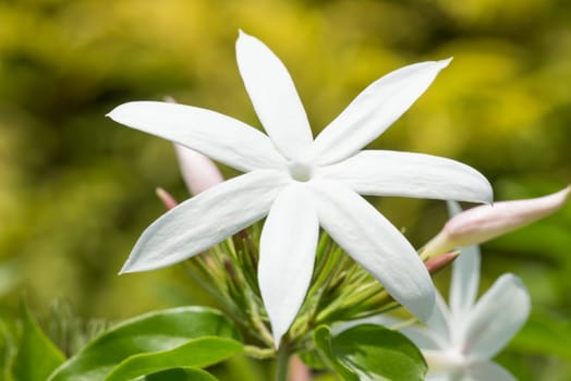 Jasmine flowers on a bright sunny day