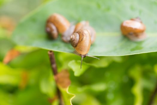 Tiny garden snail looking down close -up