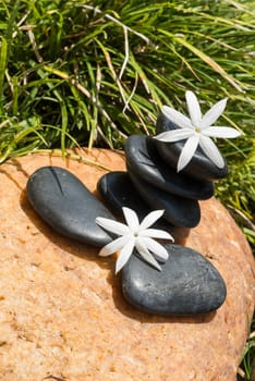 Jasmine flowers on hot black stones close-up