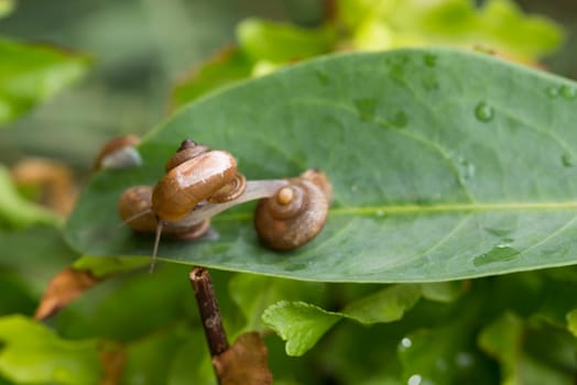 Snail with operculum stretches forward onto another snail. Operculum is a calcareous lid that attached on top of a snail's foot and act as a lid or trapdoor. Only few species of terrestrial snails have operculums.