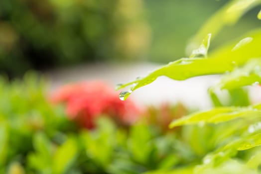 Reflection of greenery and blue sky in the big raindrop on the tip of the green leaf extreme close-up
