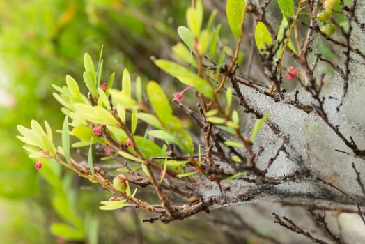Raindrops on spider web of a flowering plant close-up