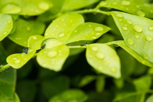 Water drops on green glossy leaves background