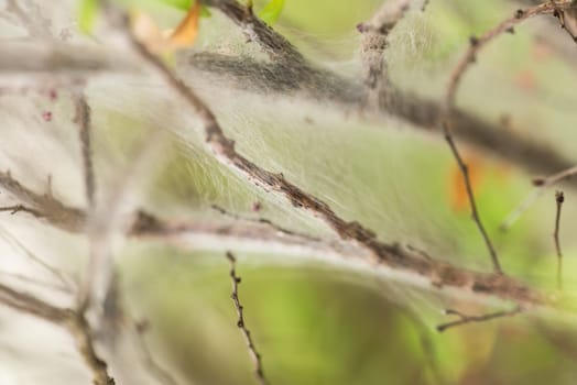 Spider web on plant extreme close up