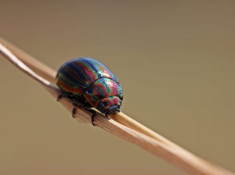 Rainbow leaf beetle (Chrysolina cerealis) on blade of grass