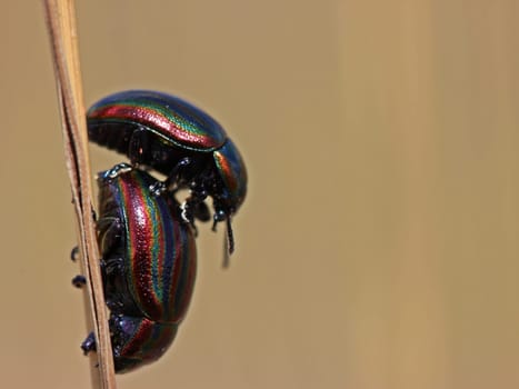 Mating of the rainbow leaf beetle (Chrysolina cerealis)