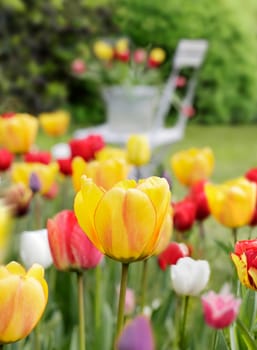 Colourful tulips in the garden