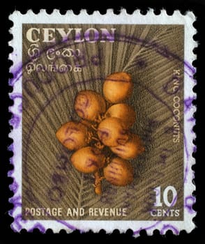 CEYLON - CIRCA 1957: A stamp printed in Ceylon (now Sri Lanka) shows image of king coconuts, series, circa 1957