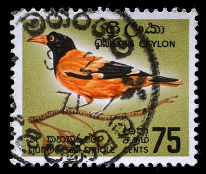 CEYLON - CIRCA 1966: A stamp printed in Ceylon shows Black-hooded Oriole - Oriolus xanthornus, circa 1966