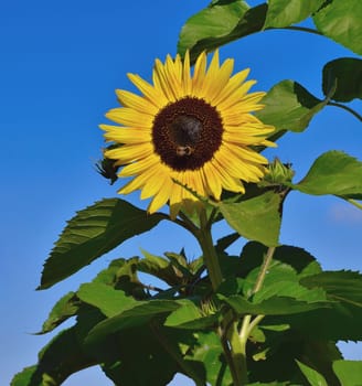 yellow sunflower blue sky