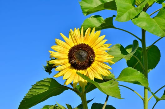 yellow sunflower blue sky