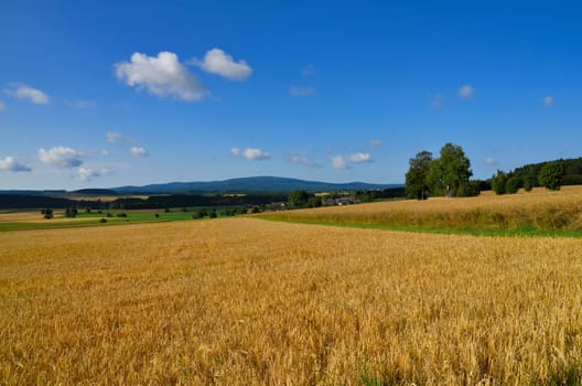 Landscape Field Summer