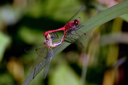 Darter