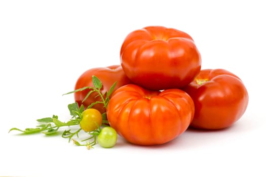 fresh tomatoes with green leaves isolated on white background