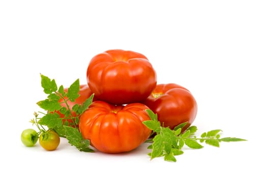 fresh tomatoes with green leaves isolated on white background