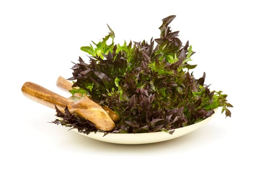 Lollo rosso lettuce on a palte