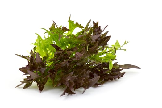 Lollo rosso lettuce on white