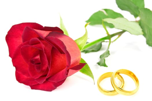 Red rose and wedding rings on the white background