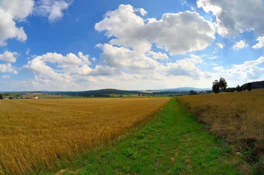 Landscape Field Summer