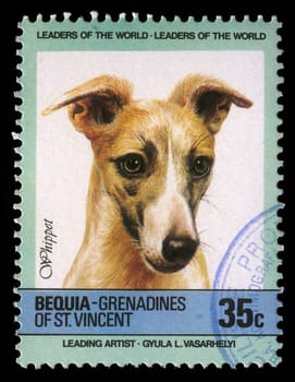 BEQUIA - CIRCA 1985: A stamp printed in Grenadines of St. Vincent shows Whippet dog, circa 1985