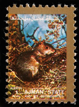 AJMAN - CIRCA 1973: stamp printed by Ajman shows squirrel, circa 1973
