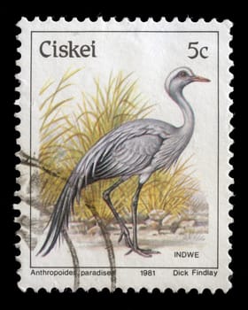 CISKEI - CIRCA 1981: A stamp printed in Ciskei shows Blue Crane (Anthropoides paradiseus), circa 1981