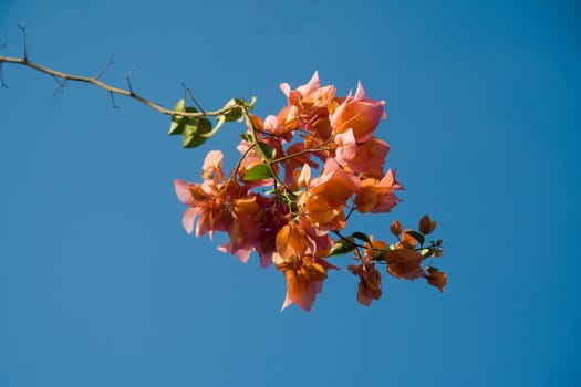 Bunch of orange color bougainvillea set against blue sky