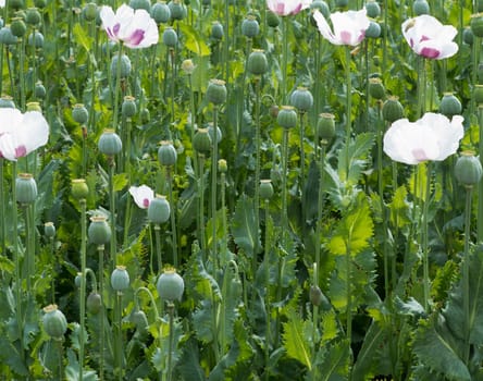 Shot of the field of poppy