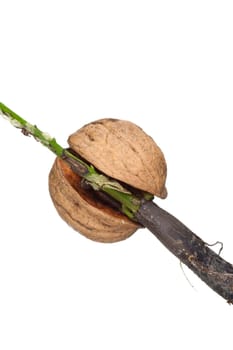 Detail of the sprouting walnut - macro