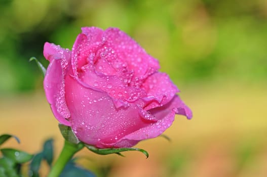 rose without hip without rosehip
