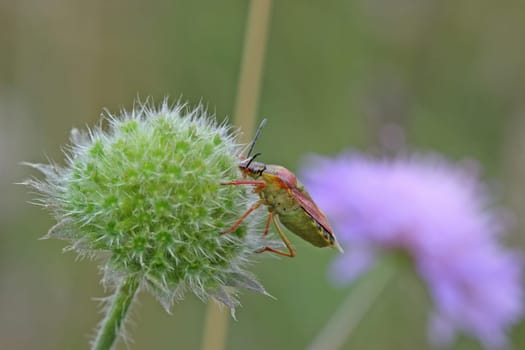 Purple tree bug (Carpocoris purpureipennis) at seed of the field widowflower (Knautia arvensis)