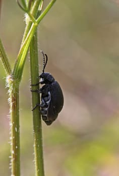 Highly pregnant female of the tansy leaf beetle (Galeruca tanaceti)