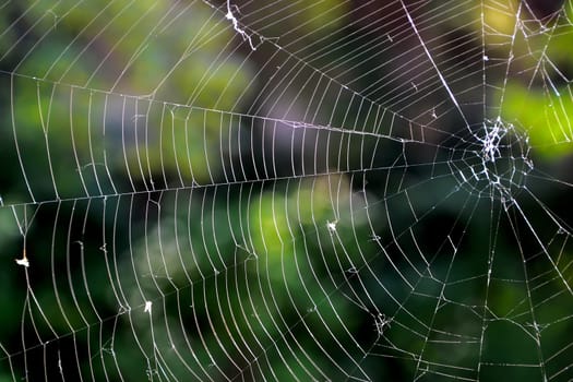 Spider web without spider