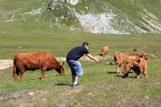 Feeding Scottish Highland cows