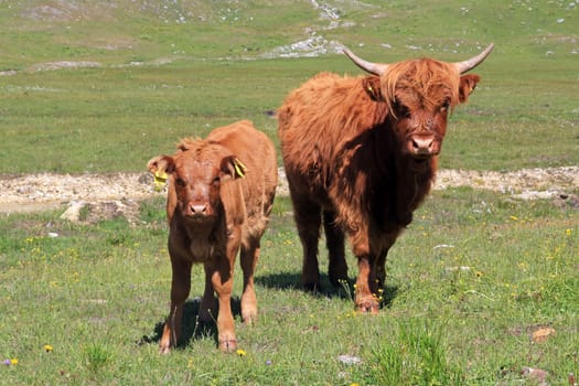 Scottish Highland cow with calf