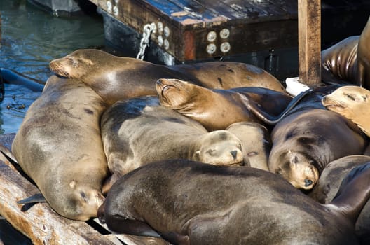 sea lions at San Francisco in California
