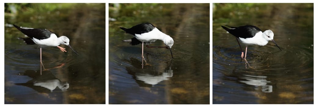 Details of a wading bird in a pond, the common stilt.