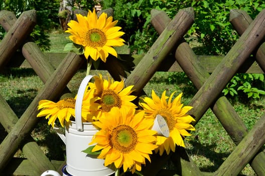 Sunflower Garden Fence Garden