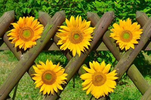 Sunflower Garden Fence Garden