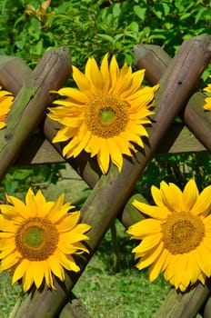 Sunflower Garden Fence Garden