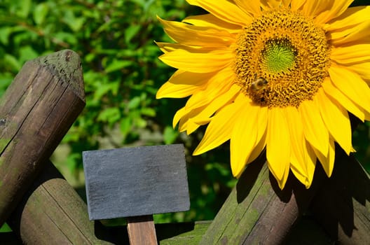 Sunflower Garden Fence Garden