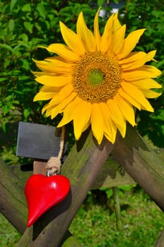 Sunflower Garden Fence Garden