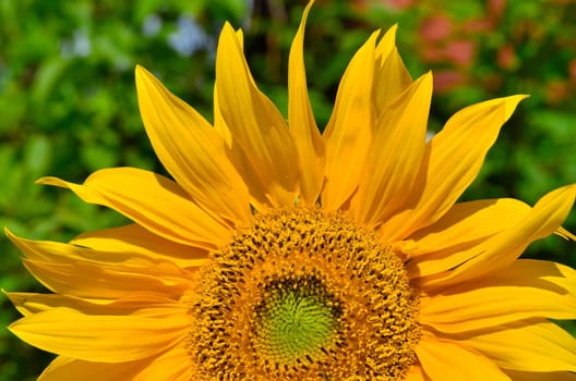 Sunflower Garden Fence Garden