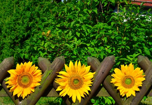 Sunflower Garden Fence Garden