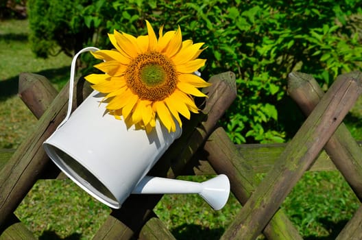 Sunflower Garden Fence Garden