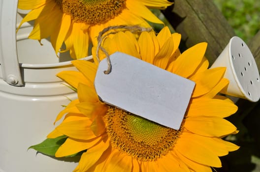 Sunflower Garden Fence Garden