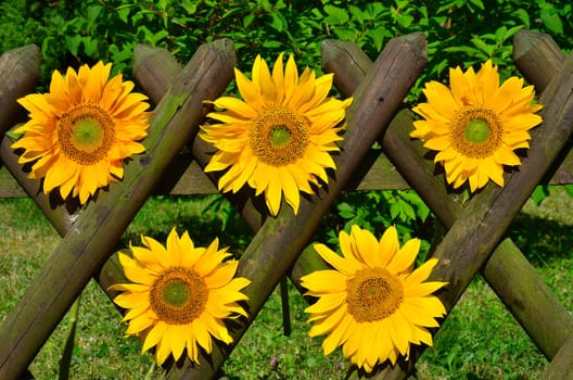 Sunflower Garden Fence Garden