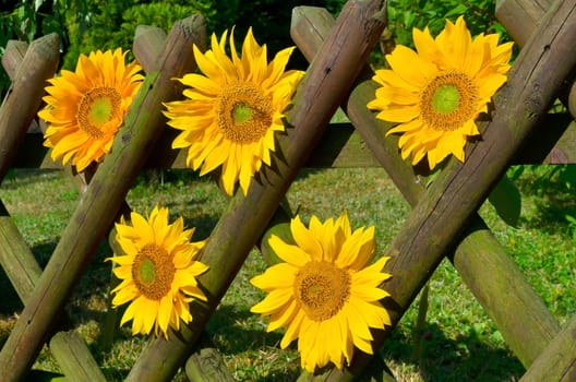 Sunflower Garden Fence Garden