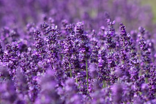 lavender flowers